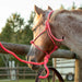 Poly Braided Rope Horse Halter with Lead - Jeffers - Horse Supplies > Horse Tack > Horse Halters