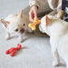 Power Chew Lobster Dog Toy, Filet Mignon - Jeffers - Dog Supplies > Dog Toys