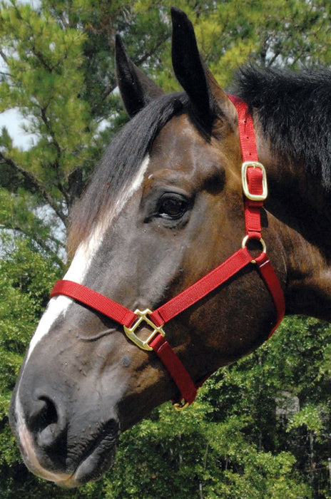 Premium Nylon Halters, Large Horse (900 - 1200 lb) - Jeffers - Horse Supplies > Horse Tack > Horse Halters