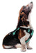 Quest Multi - Purpose Harness, Medium - Jeffers - Dog Supplies > Dog Apparel > Dog Collars, Harnesses, & Leashes