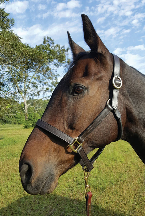 Royal King Preakness Leather Track Horse Halter - Jeffers - Horse Supplies > Horse Tack > Horse Halters