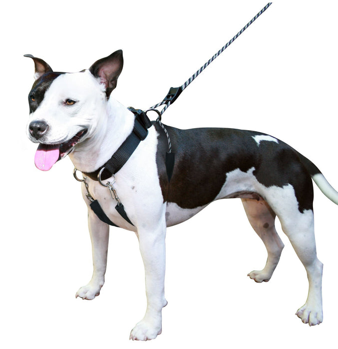 Sporn Big Dog Halter, Black - Jeffers - Dog Supplies > Dog Apparel > Dog Collars, Harnesses, & Leashes