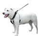 Sporn Big Dog Halter, Black - Jeffers - Dog Supplies > Dog Apparel > Dog Collars, Harnesses, & Leashes