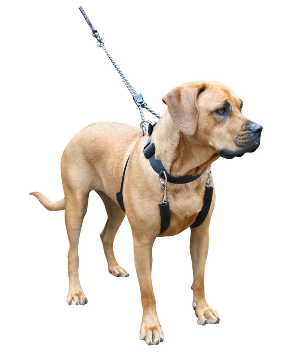 Sporn Big Dog Halter, Black - Jeffers - Dog Supplies > Dog Apparel > Dog Collars, Harnesses, & Leashes