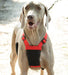 Sporn Non - Pulling Mesh Harness, Large/X - Large - Jeffers - Dog Supplies > Dog Apparel > Dog Collars, Harnesses, & Leashes