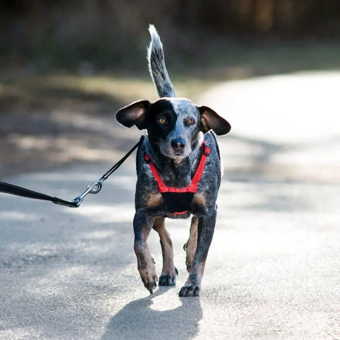 Sporn Non - Pulling Mesh Harness, Medium - Jeffers - Dog Supplies > Dog Apparel > Dog Collars, Harnesses, & Leashes