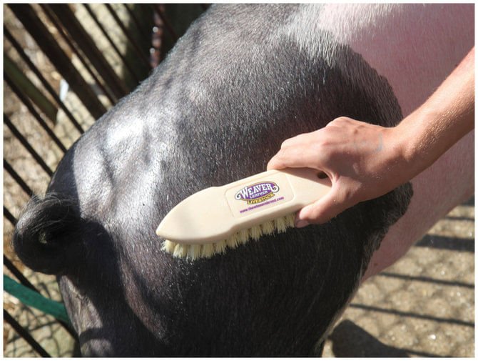 Tampico Pig Brush - Jeffers - Farm & Ranch Supplies > Grooming Supplies