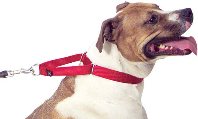 The Premier Dog Collar, 3/4' x 8' - 12' - Jeffers - Dog Supplies > Dog Apparel > Dog Collars, Harnesses, & Leashes