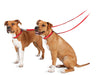 The Premier Leash, 3/4' x 6 ft - Jeffers - Dog Supplies > Dog Apparel > Dog Collars, Harnesses, & Leashes