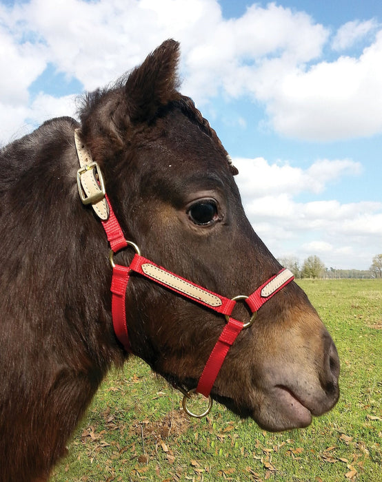 Tough1 Miniature Nylon Breakaway Halter, Large - Jeffers - Horse Supplies > Horse Tack > Horse Halters