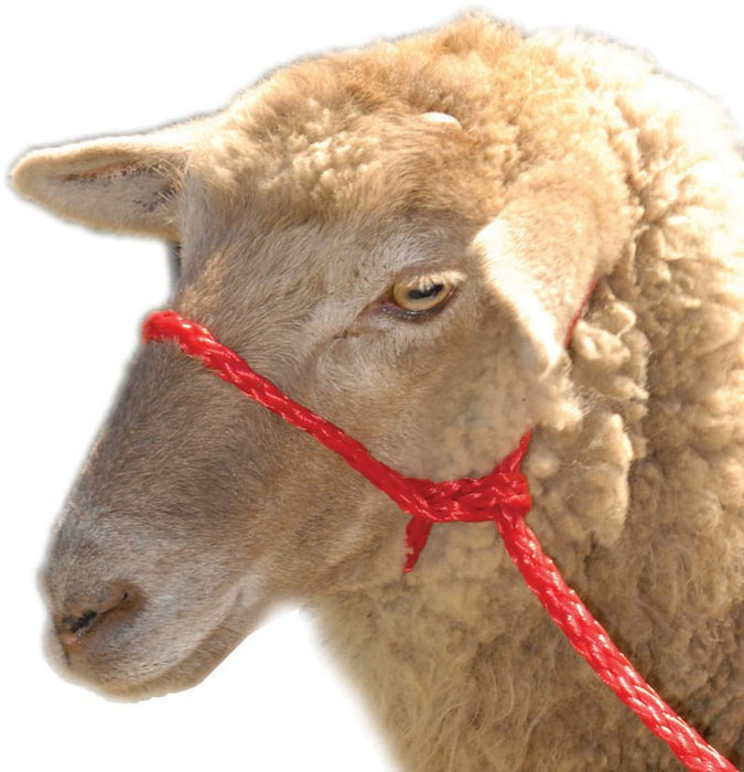 Troyer's Braided Poly Sheep Halter - Jeffers - Sheep Supplies > Sheep Supplies