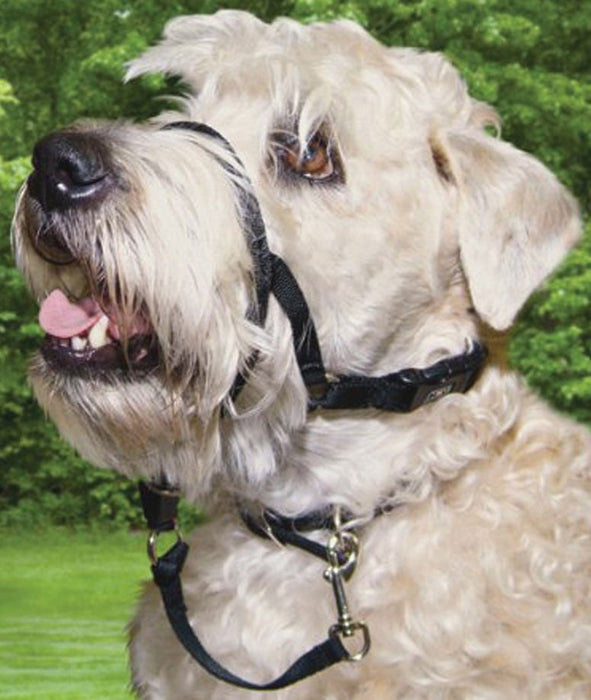 Walk 'n Train Head Halter - Jeffers - Dog Supplies > Dog Apparel > Dog Collars, Harnesses, & Leashes