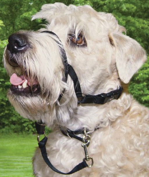 Walk 'n Train Head Halter - Jeffers - Dog Supplies > Dog Apparel > Dog Collars, Harnesses, & Leashes