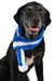 Zippy Paws Blue Scarf - Jeffers - Dog Supplies > Dog Apparel