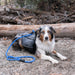 Zippy Paws Lightweight Adventure Backpack, Graphite Size Extra Large